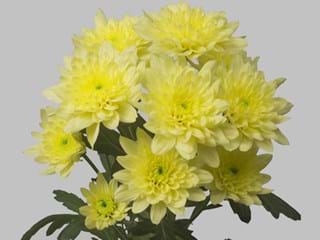 Χρυσάνθεμα Zehnya Cream