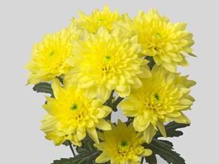 Χρυσάνθεμα Zehnya Sunny