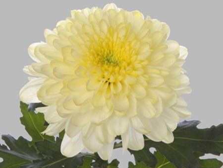 1Hd Χρυσάνθεμα Zembla Cream