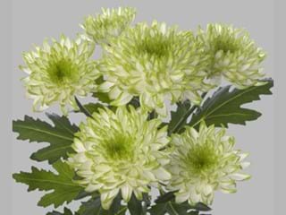 Χρυσάνθεμα Zembla Lime