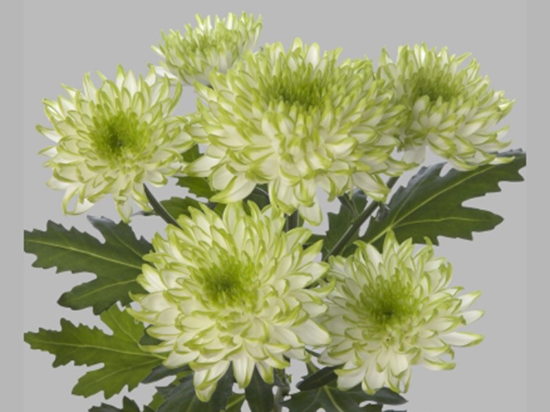 Χρυσάνθεμα Zembla Lime