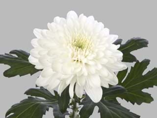 1Hd Chrysanthemum Zembla