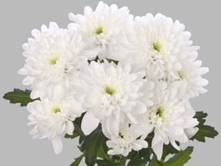 Χρυσάνθεμα Zembla