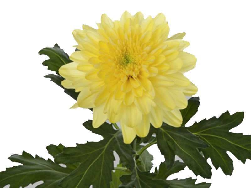1Hd Χρυσάνθεμα Zembla Yellow