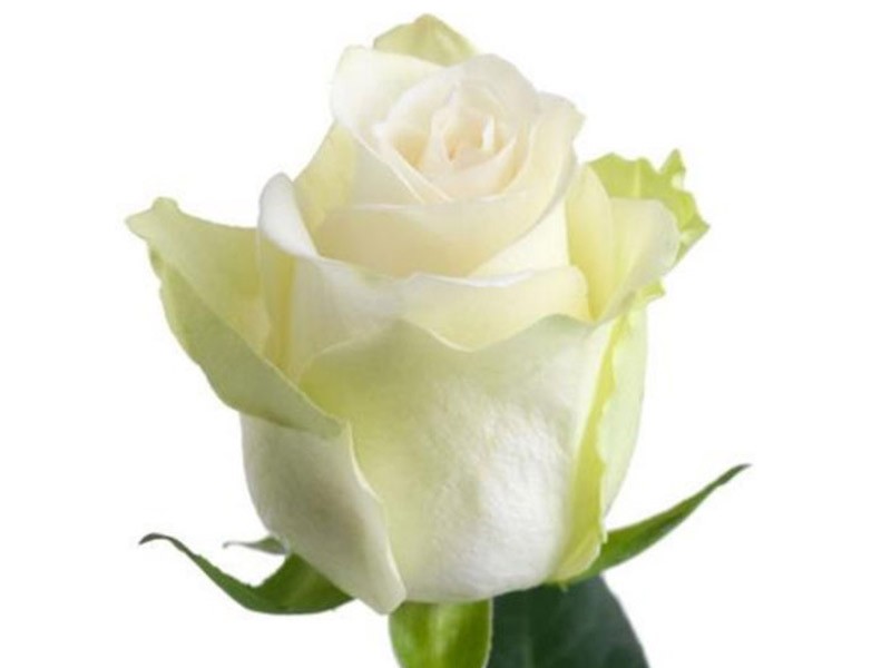 Rosa A One