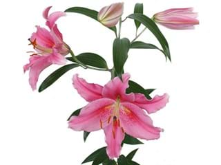 Lilium Or Acapulco