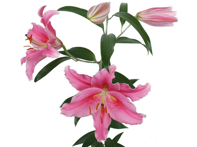 Lilium Or Acapulco