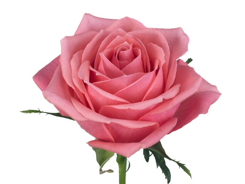 Rosa Ace Pink