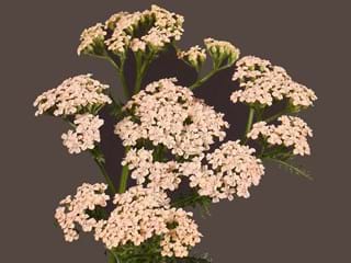 Achilea Anita Chamange