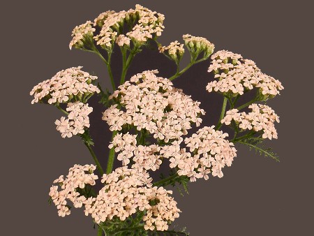 Achilea Anita Champange