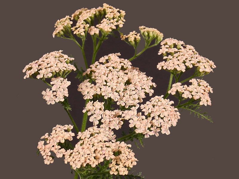 Achilea Anita Chamange