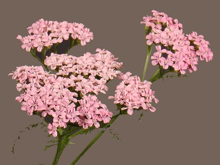 Achilea Anita Rose