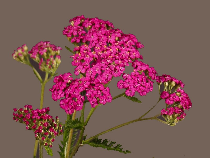 Achilea Purple