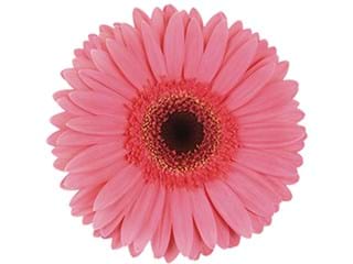 Ζέρμπερες Acoustic