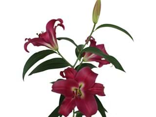 Lilium Or Adelante