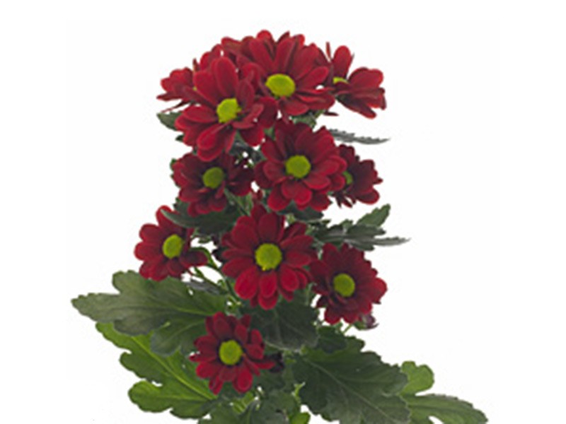 Chrysanthemum Adora