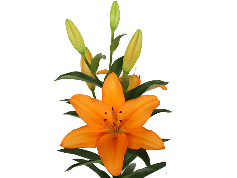 Lilium La Advantage