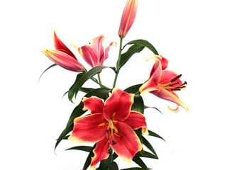 Lilium Or African Lady