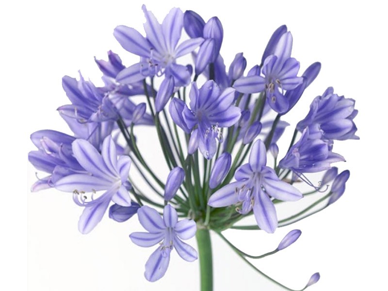 Αγάπανθος Lilac