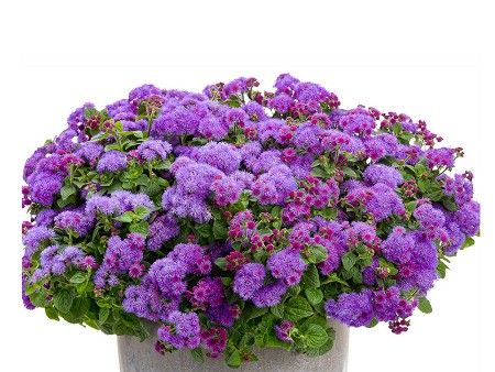 Agenatum