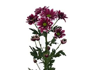 Χρυσάνθεμα Airco