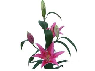 Lilium Or Aktiva