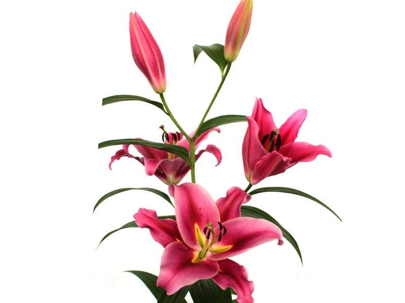 Lilium Or Alamosa
