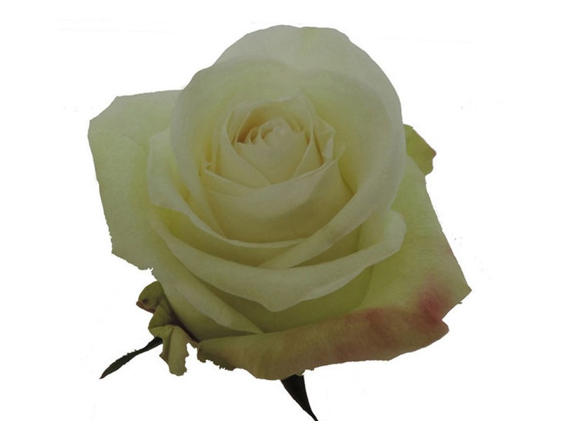 Rosa Alba