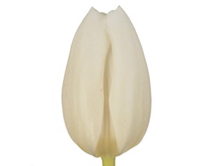 Τουλίπες Albatros