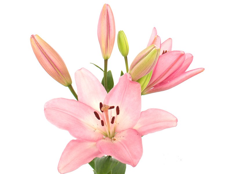 Lilium Az Albufeira