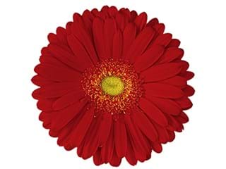 Ζέρμπερες Alcatraz