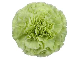 Γαρύφαλλα Alessandria