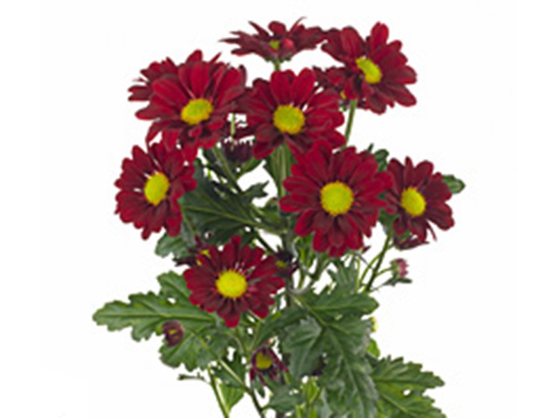 Chrysanthemum Aliya