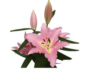 Lilium Or All Star