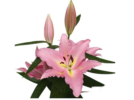 Λιλιουμ Or All Star