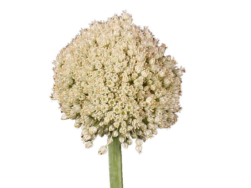 Allium Ampeloprasum