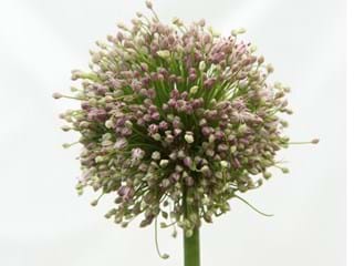 Allium Hairy