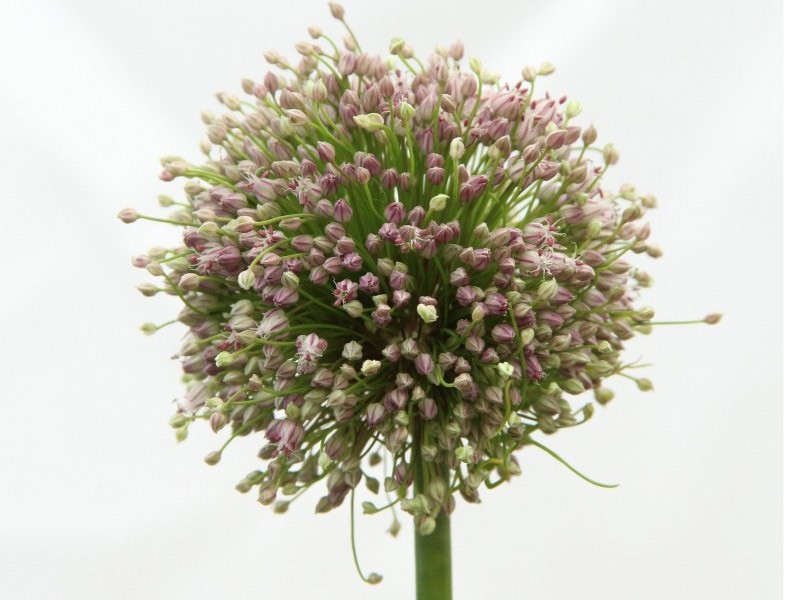 Allium Hairy