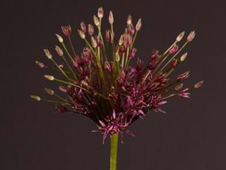 Allium Spider