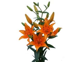 Lilium Az Algavve