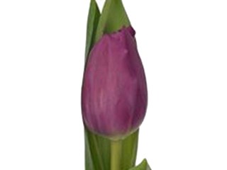 Τουλίπες Alma Pavlovic