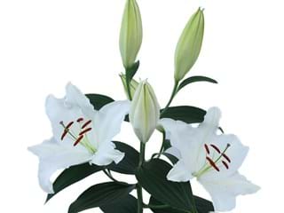 Lilium Or Alma Ata