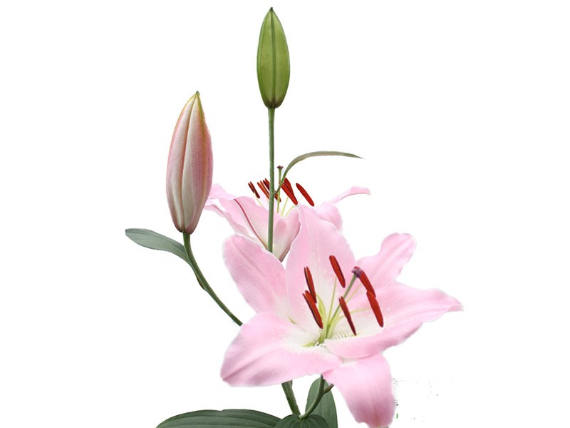 Lilium Or Almeria