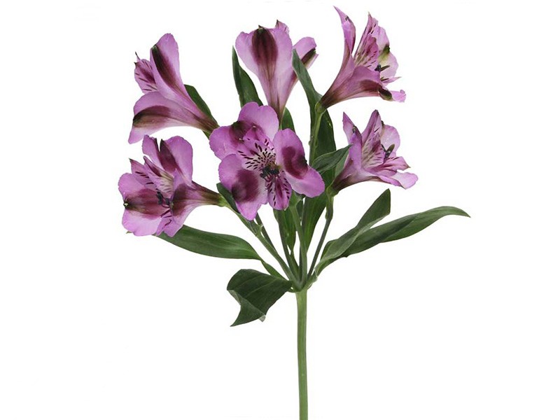 Alstromeria Berlin