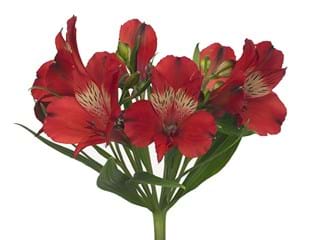 Alstromeria Nadya