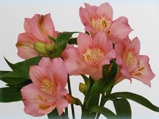 Alstromeria Primadonna