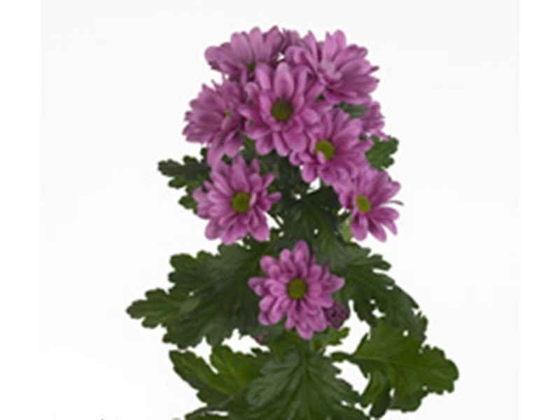 Chrysanthemum Amadea