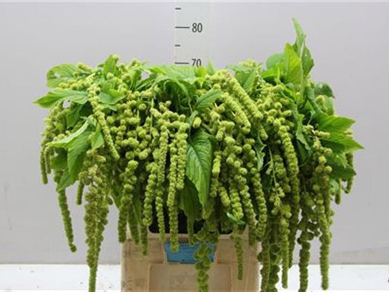 Amaranhus Cycloop