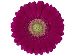 Ζέρμπερες Ambassador