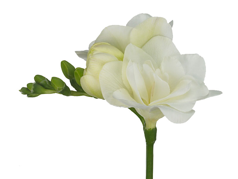 Freesia Ambassador